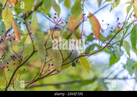 Red-eyed vireo in Nordwisconsin. Stockfoto