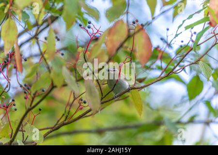 Red-eyed vireo in Nordwisconsin. Stockfoto