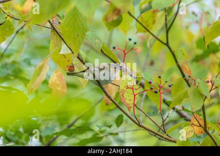 Red-eyed vireo in Nordwisconsin. Stockfoto