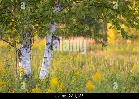 Bluebird Haus auf eine Birke in Nordwisconsin. Stockfoto