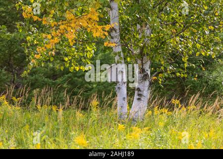 Bluebird Haus auf eine Birke in Nordwisconsin. Stockfoto