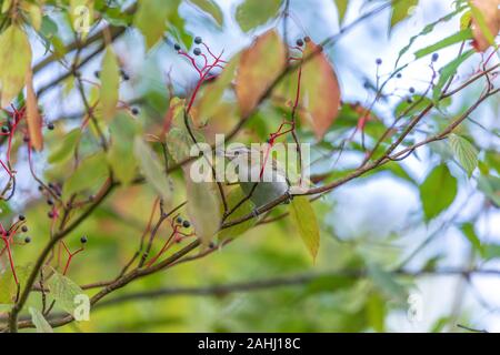 Red-eyed vireo in Nordwisconsin. Stockfoto