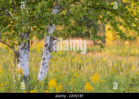 Bluebird Haus auf eine Birke in Nordwisconsin. Stockfoto