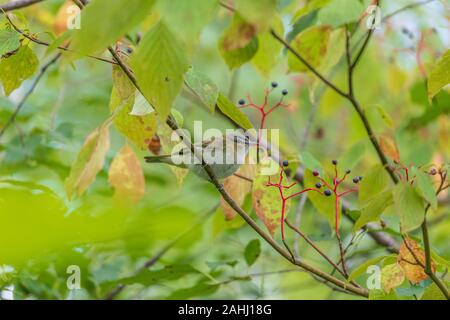 Red-eyed vireo in Nordwisconsin. Stockfoto