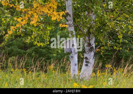 Bluebird Haus auf eine Birke in Nordwisconsin. Stockfoto