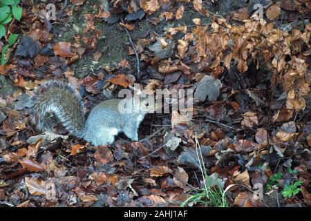 Founts Abbey & Studley Royal Stockfoto