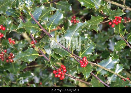 Founts Abbey & Studley Royal Stockfoto