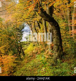 Hohe Ansehen des fließenden Wassers von River Wharfe in das malerische Tal & Herbst Farben von Strid Holz Bäume - Bolton Abbey Estate, Yorkshire Dales, England, UK. Stockfoto