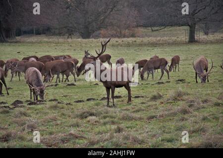 Founts Abbey & Studley Royal Stockfoto