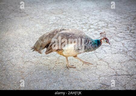 Schöne Pfau auf dem Wanderweg Stockfoto