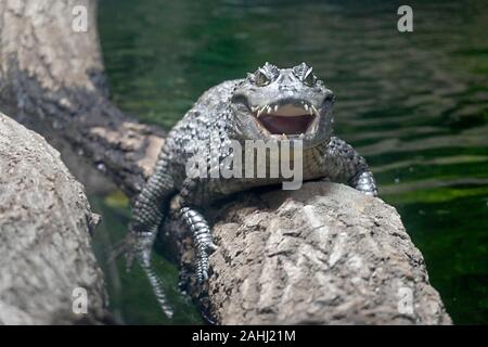 Porträt eines bedrohlichen Spectacled Caiman, der mit offenem Mund direkt auf die Kamera blickt. Stockfoto