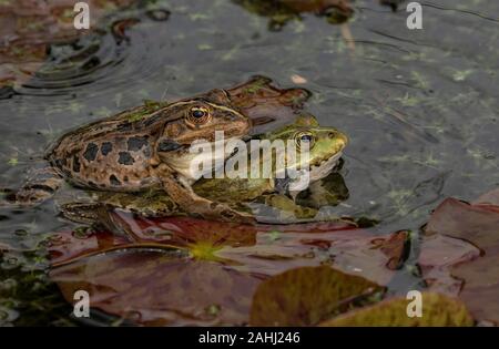 Marsh Frösche, Pelophylax ridibundus, in der Brutzeit, im Gartenteich unter kultivierten Seerosen. Kroatien. Stockfoto