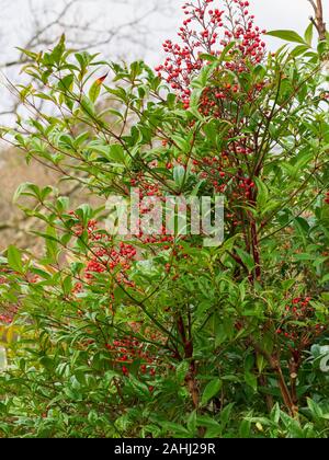 Winter Beeren unter den immergrünen Blätter der Hardy heavenly Bambus, Nandina domestica Stockfoto