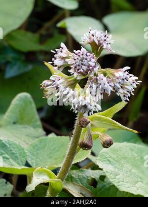 Nahaufnahme der Blüte Leiter der duftenden eingebürgerte mehrjährig wilde Blume, winter Heliotrop, Petasites fragrans, einen Garten Unkraut Stockfoto