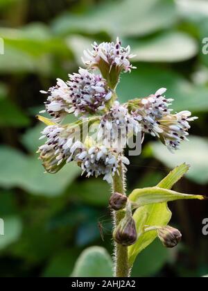 Nahaufnahme der Blüte Leiter der duftenden eingebürgerte mehrjährig wilde Blume, winter Heliotrop, Petasites fragrans, einen Garten Unkraut Stockfoto