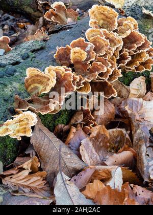 Bunte fans Der turkeytail Halterung Pilz Trametes versicolor, auf einem silbernen Birke Anmelden UK Woodland Stockfoto