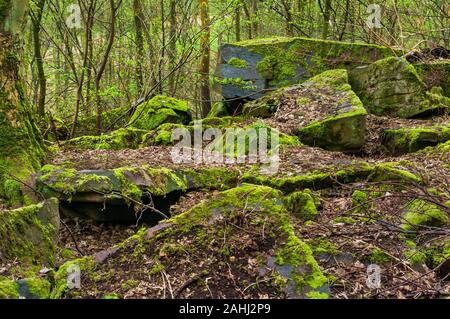 Überwucherte Überreste der Gewinnung von Steinen und Erden in den alten Wald von Bitholmes Holz, Wharncliffe Seite in der Nähe Deepcar, South Yorkshire. Stockfoto