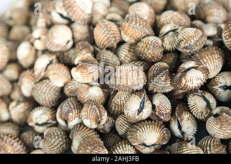 Viele Herzmuscheln Schalentiere zusammen auf Fach für verkaufen Stockfoto