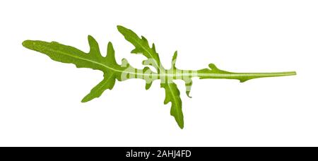 Grünes Blatt aus Rucola (rauke, Rucola eruca,) Pflanze isoliert auf weißem Hintergrund Stockfoto