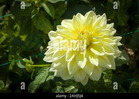 Große hellgelbe flowerhead von Dahlia Alvas oberste Blüte im September Stockfoto