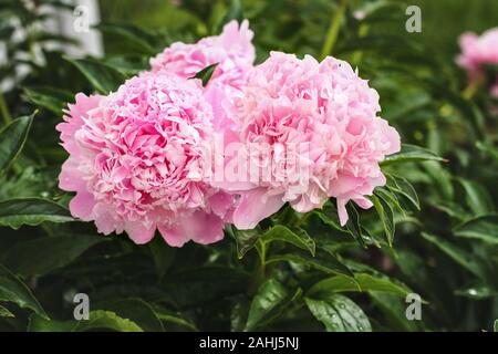 Cluster mit drei schönen blühenden rosa Pfingstrose Blüten in der Mitte der Pflanzen. Selektiver Fokus mit unscharfem Hintergrund. Stockfoto