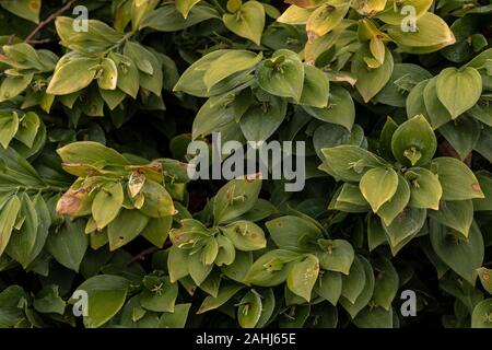 Der Rückgratlosen Metzger - Besen, Ruscus hypoglossum, in Blüte im Frühjahr, Kroatien. Stockfoto