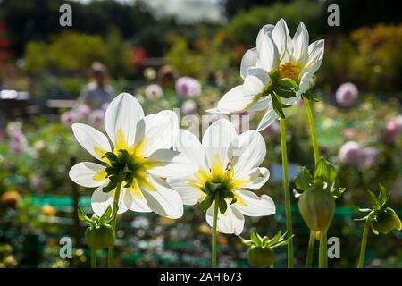 Einzelne weiße Blüten Dahlie Daisy im frühen Herbst in Großbritannien Stockfoto