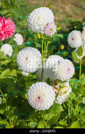 Weiße Kugel - Typ Dahlie Josie Gott Blüte im frühen Herbst in Großbritannien Stockfoto