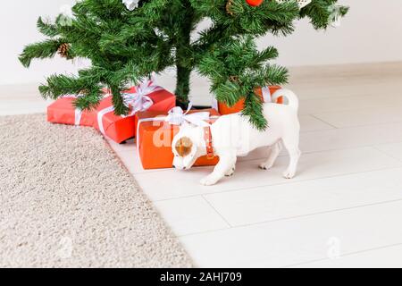 Hund Jack Russel unter einem Weihnachtsbaum mit Geschenken und Kerzen Weihnachten feiern. Stockfoto