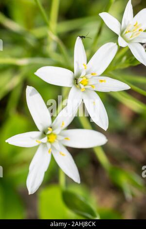 Blumen von alpenveilchen im Frühling Stockfoto