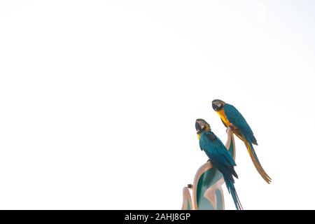 Ein Paar von Blau Gelb ara Papagei Vogel sind auf der Post zusammen an der Kamera schaut gegen weißen Himmel am Morgen Stockfoto