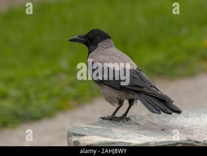 Nebelkrähe, Corvus cornix, im Garten, Kroatien. Stockfoto