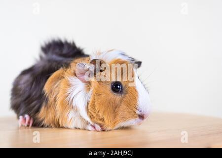 Meerschweinchen mit 3 Farben Mix - Blick auf Kamera und auf einem Stuhl sitzen im Studio weiß Ton Stockfoto