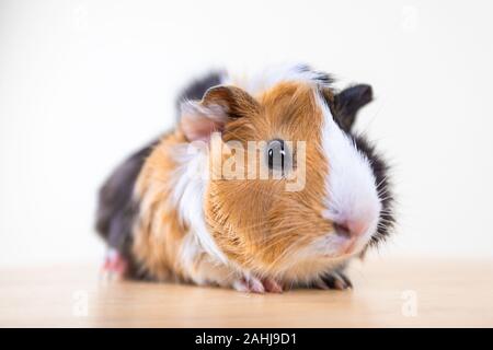 Meerschweinchen mit 3 Farben Mix - Blick auf Kamera und auf einem Stuhl sitzen im Studio weiß Ton Stockfoto