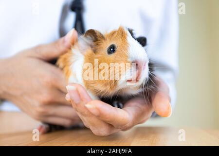 Meerschweinchen mit 3 Farben Mix - Blick in die Kamera, während Mädchen Hand im Studio weiß Ton Stockfoto