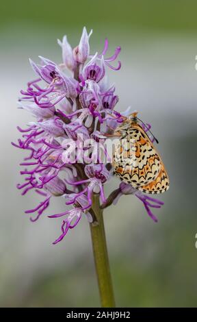 Glanville Fritillary, Melitaea cinxia siedelten auf Monkey Orchid. Kroatien. Stockfoto