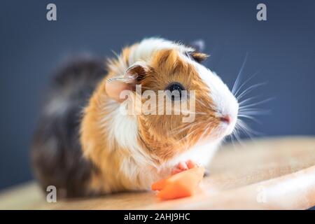 Meerschweinchen mit 3 Farben Mix - auf einem Stuhl mit einigen Karotte im Studio sitzen Stockfoto