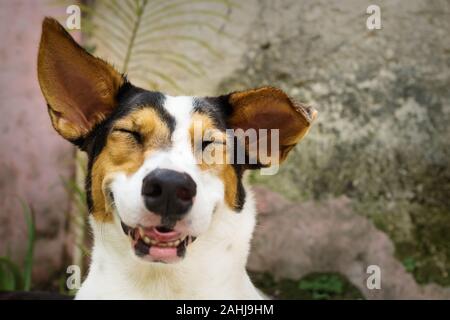 Grinsend, lachend Hund mit geschlossenen Augen und Weiß, Orange und schwarze Flecken im natürlichen Garten liegend Stockfoto