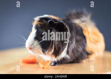 Meerschweinchen mit 3 Farben mix-sit und schwarzer Farbe Seite auf einen Stuhl mit einigen Karotte im Studio zeigen Stockfoto