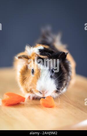Meerschweinchen mit 3 Farben mischen - die Kamera Gesicht und auf einen Stuhl mit einigen Karotte im Studio sitzen Stockfoto