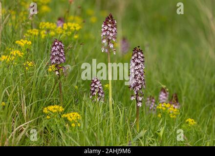 Lady Orchidee, Orchis purpurea, in Kalkstein Grünland, Kroatien. Stockfoto