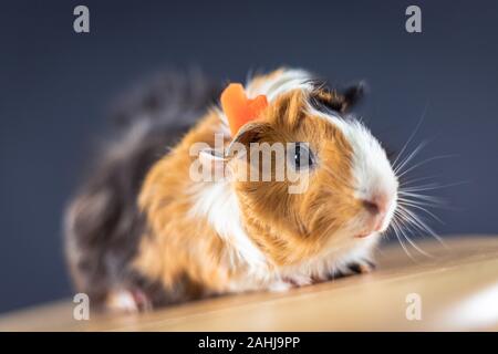 Meerschweinchen mit 3 Farben Mix - auf einem Stuhl mit Karotten auf dem Kopf im Studio sitzen Stockfoto