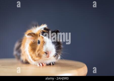 Meerschweinchen mit 3 Farben Mix - Blick auf Kamera und auf einem Stuhl im Studio mit weichen schwarzen Raum sitzen Stockfoto