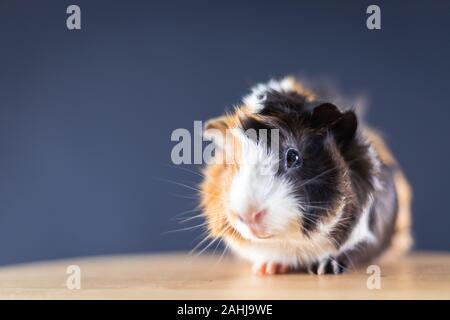 Meerschweinchen mit 3 Farben Mix - Blick auf Kamera und auf einem Stuhl im Studio mit weichen schwarzen Raum sitzen Stockfoto
