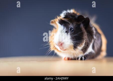 Meerschweinchen mit 3 Farben Mix - Blick auf Kamera und auf einem Stuhl im Studio mit weichen schwarzen Raum sitzen Stockfoto