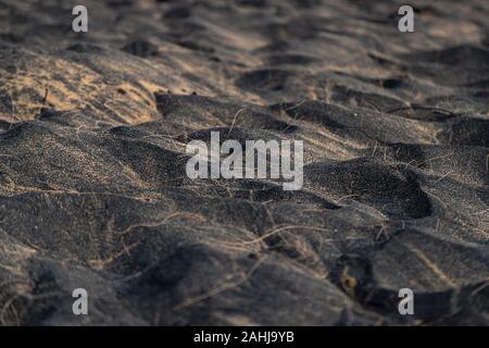 Clouse bis schwarzen Sand dune glatte Textur am Strand mischen einige normale Farbe sand, alte Kiefer Blätter fallen um Verbreitung Stockfoto