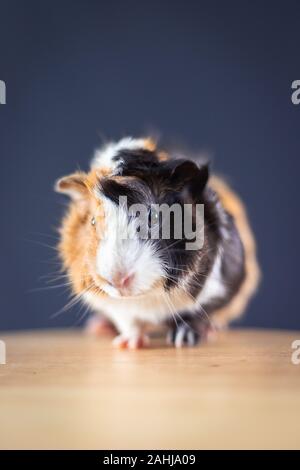 Meerschweinchen mit 3 Farben Mix - Blick auf Kamera und auf einem Stuhl mit einigen Karotte im Studio sitzen, vertikal Stockfoto