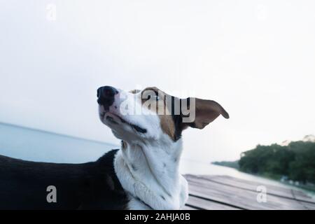 Hund mit Weiß, Orange und schwarze Flecken wie ein Modell an einem See pier Posing Stockfoto