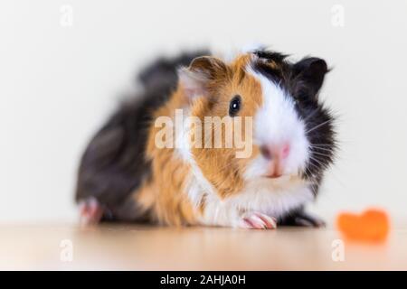 Meerschweinchen mit 3 Farben Mix - Blick auf Kamera und auf einem Stuhl mit einigen Karotte im Studio weiß Ton sitzen Stockfoto