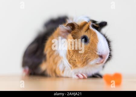 Meerschweinchen mit 3 Farben Mix - Blick auf Kamera und auf einem Stuhl mit einigen Karotte im Studio weiß Ton sitzen Stockfoto